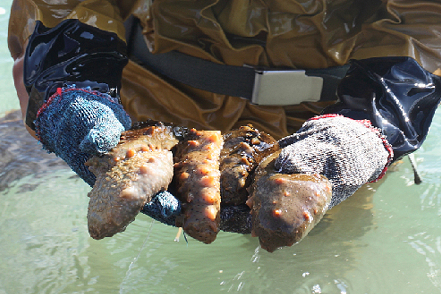 亩作水环境净化剂,是您水产养